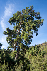 El Pino Gordo, biggest Canary Island pine (Pinus canariensis) tree in the world. Tenerife, Spain
