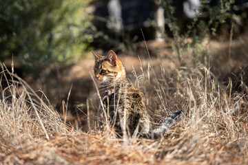 Domestic cat sitting in brown, dry grass