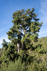 El Pino Gordo, biggest Canary Island pine (Pinus canariensis) tree in the world. Tenerife, Spain