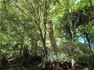 初夏の大山阿夫利神社参道