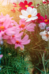 Onętek w ogrodzie. Kwiat kosmosu. Łąka kwietna pełna kolorowych kwiatów. Skupisko kwiatów....