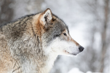 Close-up of beautiful wolf in the snow in beautiful winter forest