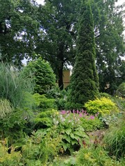 Coniferous bushes and trees in the garden on a summer day . Landscape design. natural background.Thuja occidentalis and Juniperus