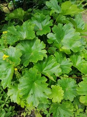 a perennial herbaceous plant with massive leaves . Darmera peltata in the garden. Floral wallpaper