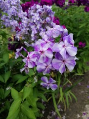 Obraz premium delicate purple and white phlox bush on a blurred floral background in the garden.Floral wallpaper 