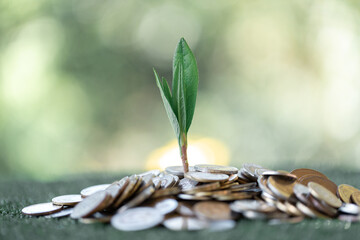 Fototapeta na wymiar Plant growth on a pile of money coins on green bokeh background. currency, success business, investment, retirement, finance, growth loan and cash money saving for the future concepts.