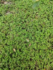 a groundcover plant with unusual serrated leaves. Cotula potentillina in the garden on a summer day. natural background