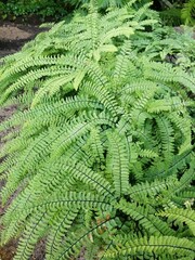 a spherical fern bush. An unusual Adiantum pedatum with carved foliage on a sunny summer day in the...