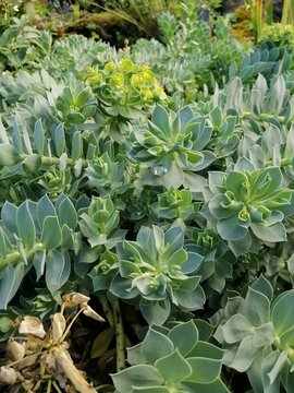 Euphorbia myrsinites. evergreen, decorative, low-growing plant with beautiful, bluish leaves and bright flowers.Euphorbiaceae family. floral background