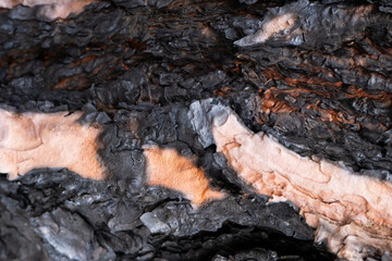 A close-up texture shot showing the charred and burnt bark of a tree