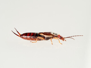 Earwigs on a white background. It is a small insects distinguished from other insects by a pair of forcep or pincer-like cerci at the end of the abdomen. Forficula mediterranea