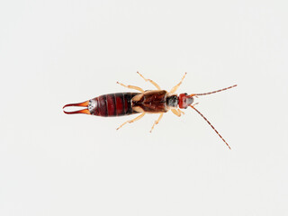 Earwigs on a white background. It is a small insects distinguished from other insects by a pair of forcep or pincer-like cerci at the end of the abdomen. Forficula mediterranea