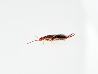 Earwigs on a white background. It is a small insects distinguished from other insects by a pair of forcep or pincer-like cerci at the end of the abdomen. Forficula mediterranea