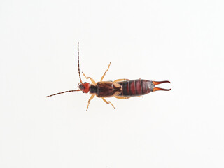 Earwigs on a white background. It is a small insects distinguished from other insects by a pair of forcep or pincer-like cerci at the end of the abdomen. Forficula mediterranea