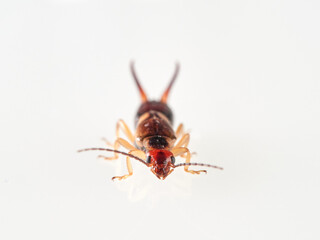 Earwigs on a white background. It is a small insects distinguished from other insects by a pair of forcep or pincer-like cerci at the end of the abdomen. Forficula mediterranea