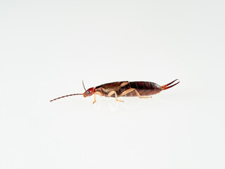 Earwigs on a white background. It is a small insects distinguished from other insects by a pair of forcep or pincer-like cerci at the end of the abdomen. Forficula mediterranea