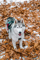 Portrait of young siberian husky looking away