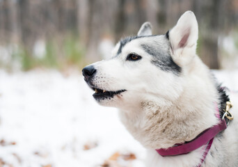 Portrait of young howling siberian husky 