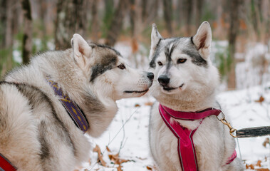 Aggression and anger in communication of two husky dogs