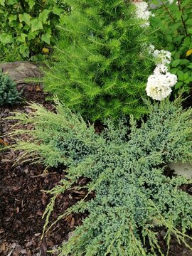 Juniperus squamata Holger and Korean Abies on a flower bed. Gardening. Landscape design. Floral wallpaper