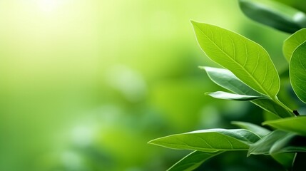 Captivating Summer Garden: Lush Green Leaves under Sunlight - Natural Beauty in Botanical Detail, Perfect for Ecology and Environmental Concepts