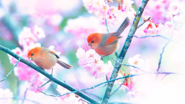 small bird on a cherry tree branch