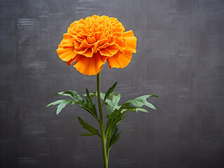 Marigold flower in studio background, single marigold flower, Beautiful flower images