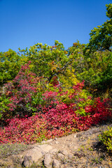 Fototapeta na wymiar Autumn tree with red leaves