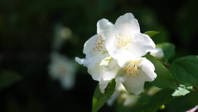 Jasmine flowers closeup. Jasmin flowers blooming in spring garden. Aroma therapy, fragrant tea, perfume ingredient. Murraya paniculata on an early spring morning Slow motion video footage