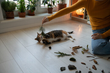 Activity in cats. Pet owner playing with adorable plump playful cat lying on floor, trying to catch...