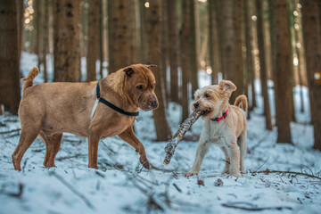 Beautifull Shar Pei dog walking in snow forrest. Playing with stick and another dog. Black collar,...