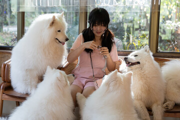 A girl is giving treats to four Samoyed dogs.
