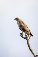 Young buzzard sitting on dead tree at sunset and looking for prey