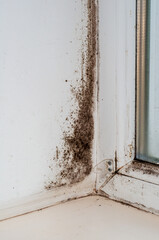 Black mold on the window slope, plastic window with condensation. The problem of wall freezing