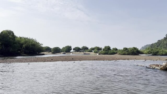 Mangroves in Agonda, Goa, India