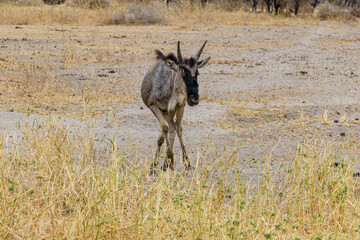 Wildebeest (Connochaetes) at the Serengeti national park, Tanzania. Great migration. Wildlife photo