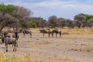 Fototapeta premium Wildebeests (Connochaetes) at the Serengeti national park, Tanzania. Great migration. Wildlife photo