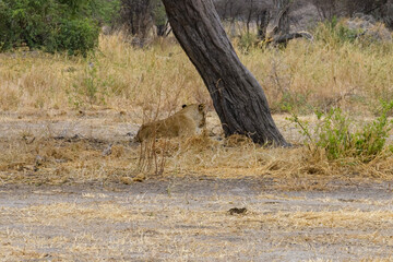 Young lioness (Panthera leo) resting under the tree at Tarangire national park, Tanzania. Wildlife photo