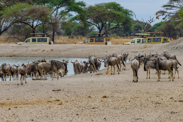 Wildebeests (Connochaetes) at the Serengeti national park, Tanzania. Great migration. Wildlife photo