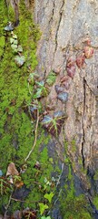 Ancient Textures: Close-Up of Tree Bark adorned with Moss and Ivy Leaves