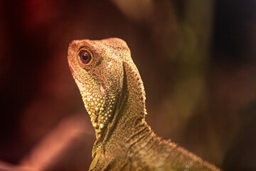 Captivating close-up of a lizard bathed in warm light. Intricate, textured scales and a prominent eye create an aura of mystery and fascination against a blurred, dark background