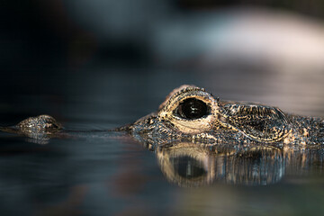 Captivating close-up of an alligator's eye and part of its head in calm water. Soft yet dramatic...
