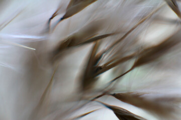 abstraction, close-up of the inflorescences of a reed plant. neutral natural background