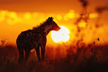 Foto auf Acrylglas A hyena against the backdrop of a vibrant sunset © Veniamin Kraskov