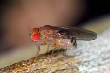 Cherry drosophila called also  spotted-wing drosophila (Drosophila suzukii). Economically important pest of various fruits. Female.