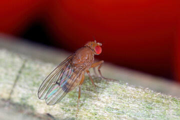 Cherry drosophila called also  spotted-wing drosophila (Drosophila suzukii). Economically important pest of various fruits. Female.
