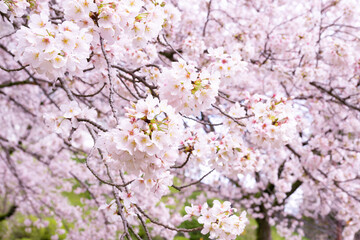 神奈川県小田原市　小田原城址公園の桜