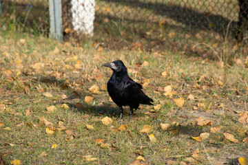 A raven is one of several larger-bodied species of the genus Corvus.