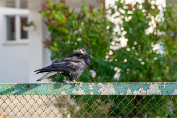 A raven is one of several larger-bodied species of the genus Corvus.