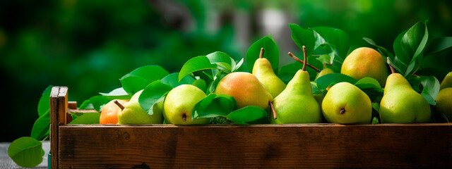 Pear harvest in a box in the garden. Selective focus.